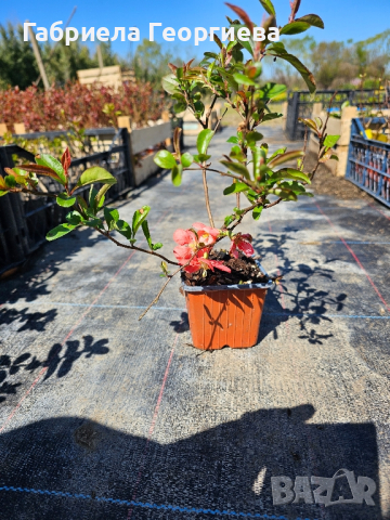Японска дюля розова, снимка 1 - Градински цветя и растения - 45031101