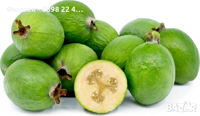 Фейхоа , Ананасова Гуава - Йодно дърно, снимка 4 - Разсади - 36743883