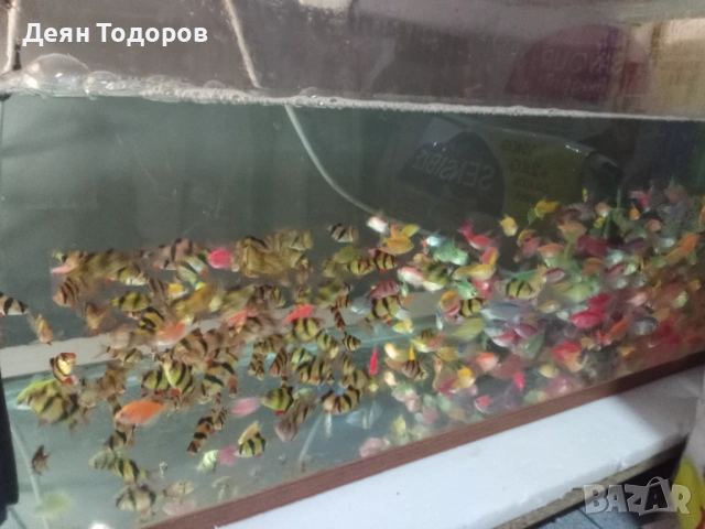 Тернеция 8 цвята, снимка 2 - Рибки - 53786373