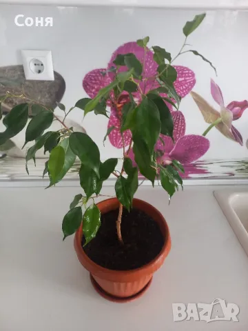 Фикус,бенджамин ,кактуси,юка,замиокулкас  и др.едри цветя, снимка 5 - Стайни растения - 45380559