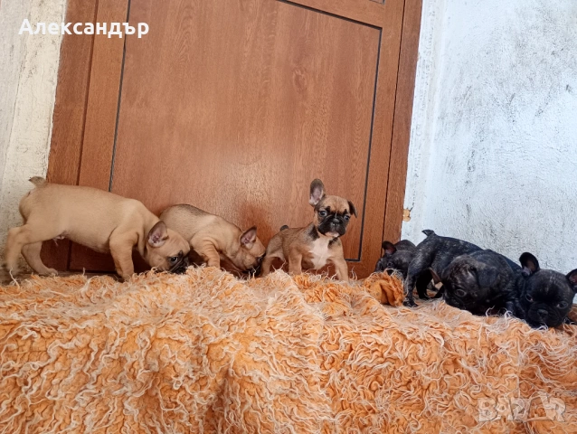 Френски булдог кученца, снимка 2 - Френски булдог - 53797411