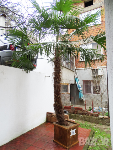 Студоустойчиви палми Трахикарпус в дървени саксии, снимка 8 - Градински цветя и растения - 44961425