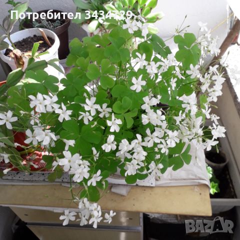 Детелина , снимка 3 - Градински цветя и растения - 46125789