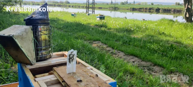 Пчелни майки , снимка 5 - За пчели - 50136669
