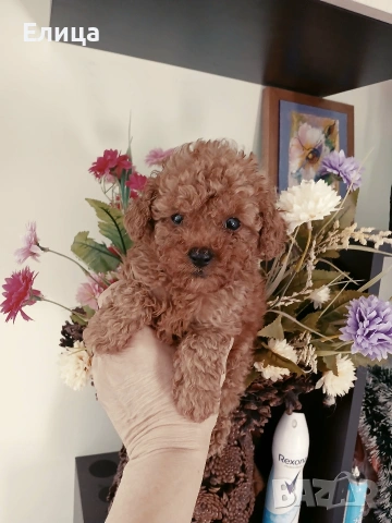 Пудел той момченце , снимка 2 - Пудели - 51622611