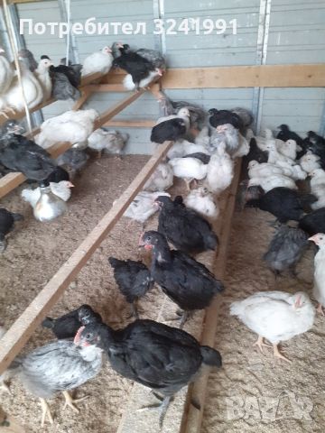 продавам малки и голями пилета , снимка 1 - Кокошки и пуйки - 46308014