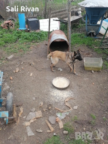 женско на 10 месеца , снимка 2 - Белгийска овчарка - 54055037