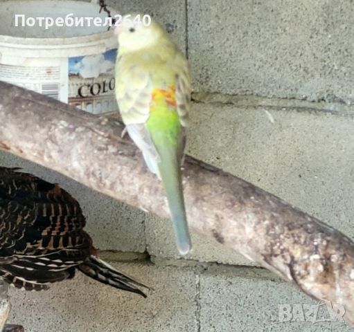 Первенокръст Поен папагал-женски, снимка 1 - Папагали - 46344310