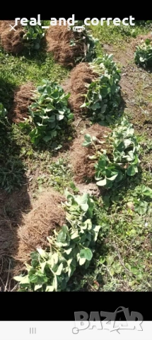 ВЕЛИКОЛЕПЕН БИО Разсад целогодишни Ягоди и Малини, снимка 2 - Разсади - 53687574