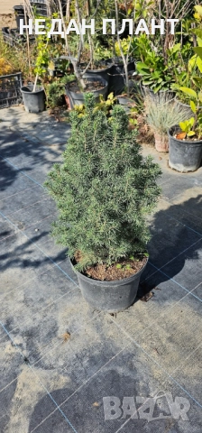 Коника, снимка 2 - Градински цветя и растения - 51983404