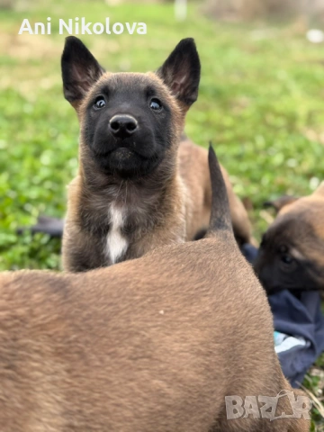 Чистокръвни белгийски овчарки, снимка 4 - Белгийска овчарка - 53026515