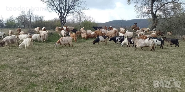 140 кози и пръчове има и отделно към 20 миналогодишни ярета, снимка 4 - Кози - 52641155