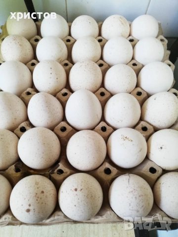 пуешки яйца