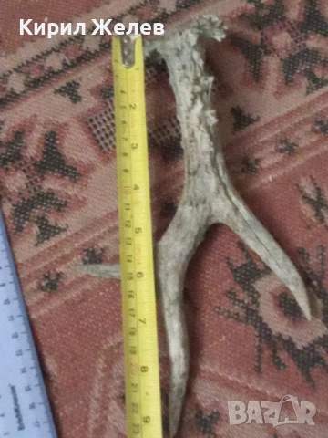 Рог от сръндак 50622, снимка 5 - Антикварни и старинни предмети - 53420897