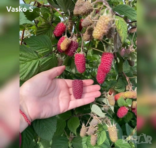 🍓🌱 Разсад ягоди и малини – подбрани сортове  Зимаме поръчки и неделя и събота     🍓 ЯГОДИ: 0.30€ , снимка 3 - Секции и витрини - 53566134