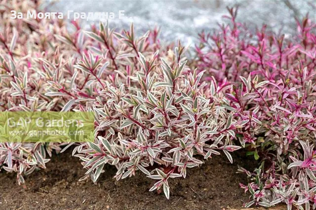 Хабе - Розова принцеса , снимка 6 - Градински цветя и растения - 49760853