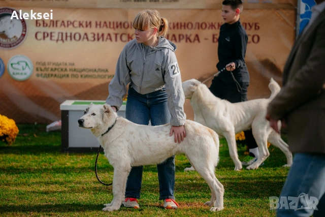 Средноазиатска овчарка–Алабай, снимка 3 - Средноазиатска овчарка - 48611649