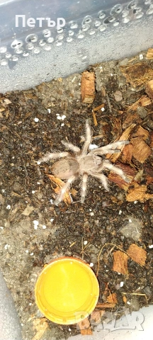 Тарантула/тарантули, снимка 2 - Други - 53296256