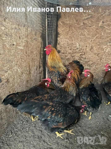 Яйца разплодни, снимка 2 - други­ - 53733100