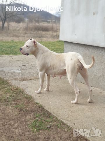 Dogo Argentino štenci, снимка 7 - Други - 46280926