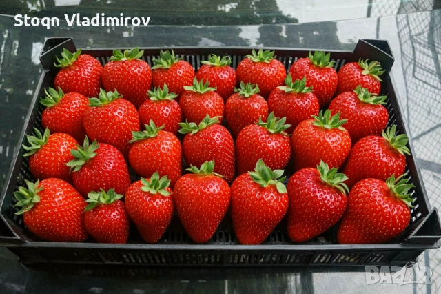 Предлагам Качствен Расад Ягоди и Малини., снимка 9 - Разсади - 53784425