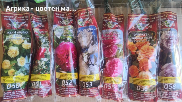 РОЗИ корени НОВО ЗАРЕЖДАНЕ от лицензиран разсадник , снимка 6 - Градински цветя и растения - 42675882