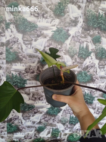 Разкошен филодендрон Флорида, снимка 4 - Стайни растения - 53969828