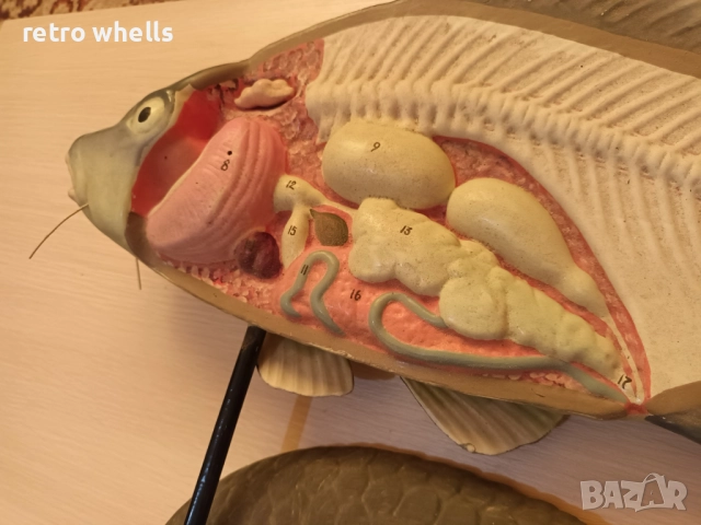 Риба Шаран 3D модел със разрез от Соца, Супер Уникат !!!, снимка 2 - Други ценни предмети - 51804464