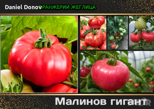 МАЛИНОВ ГИГАНТ + още над 150 сорта домати