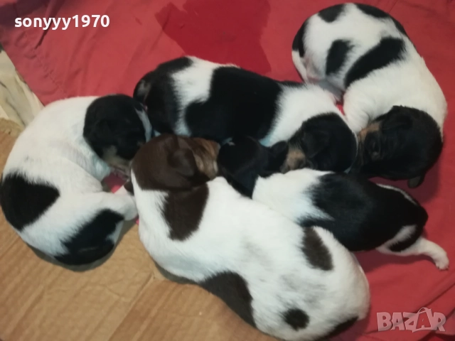 ПРОДАВАМЕ КУТРЕТА-ДЖАК РЪСЕЛ 250ЛВ ЗА 1БР 0209251838, снимка 9 - Джак ръсел териер - 51583363