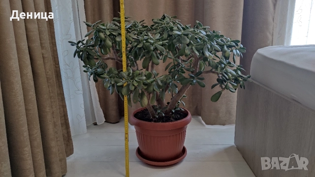 Дърво на живота, 75 см, снимка 8 - Стайни растения - 51717939