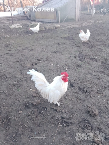  декоративни кокошки 8 евро и петли, снимка 2 - Кокошки и пуйки - 53657317