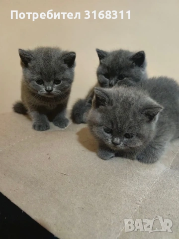 Страхотни малки пухчета, снимка 5 - Британска късокосместа - 53032093