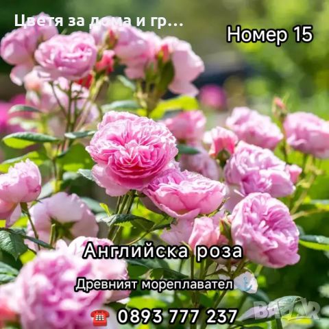 Чаено хибридни рози, снимка 9 - Разсади - 46802274