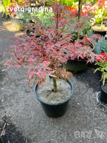 Acer palm. Shirazz Variegated , снимка 2 - Градински цветя и растения - 49494333