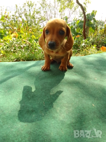 Мъжко дакелче, снимка 1