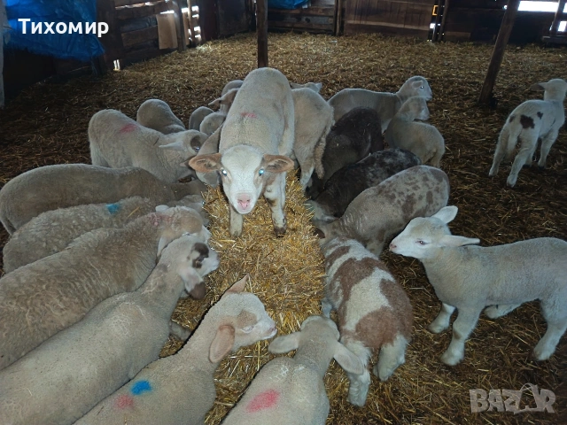 продавам агнета-25—27кг