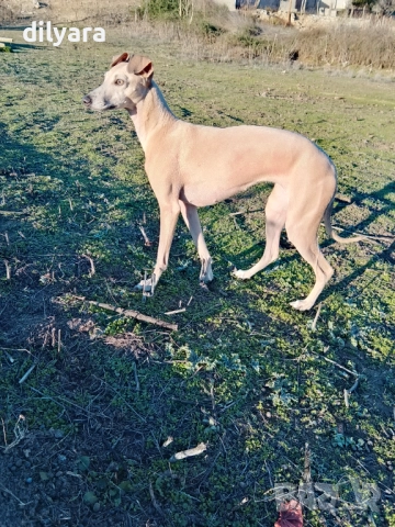 Продавам хрътка