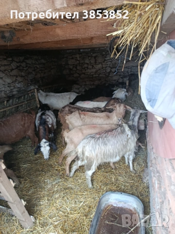 Продавам кози , снимка 2 - Кози - 53839138