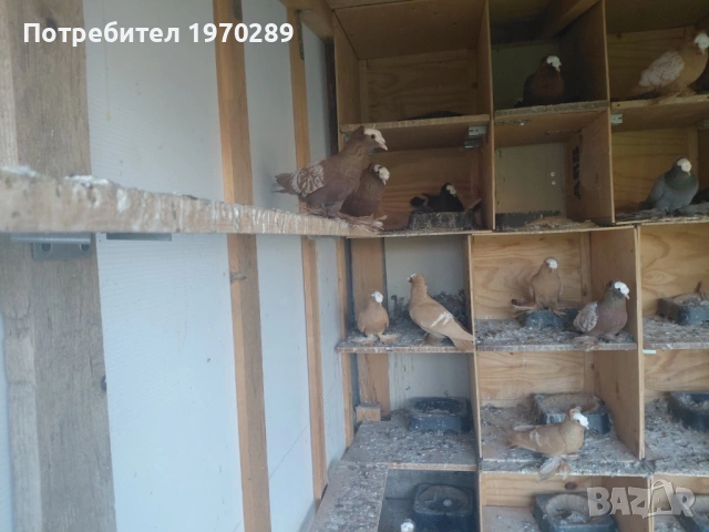 Саксонски Свещеници, снимка 2 - Гълъби - 53586754