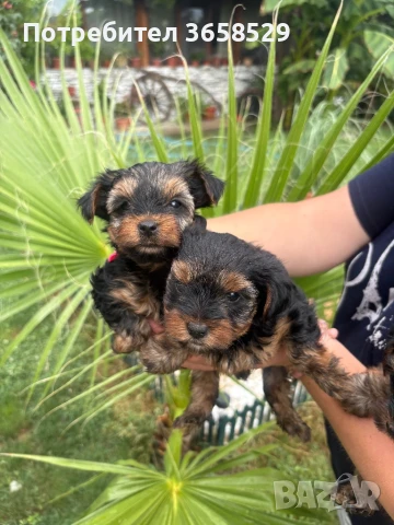 Йоркширски териер, снимка 1