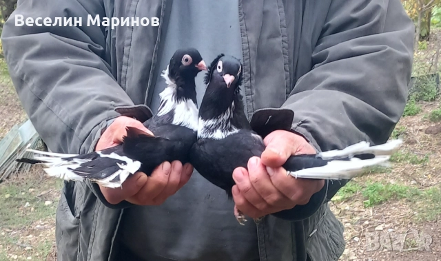 Продавам шуменски гълъби 