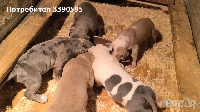 Американско Були Хл Бебета 