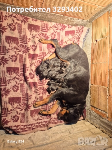 ротвайлер, снимка 5 - Ротвайлер - 52488394