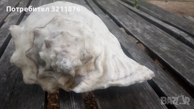 Декоративна раковина , снимка 3 - Други - 51406783