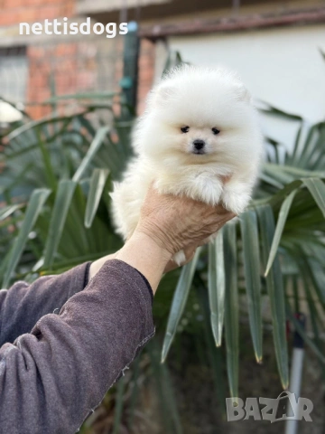 Истински мини померан с най късата муцунка с родословие!, снимка 2 - Пудели - 50650679