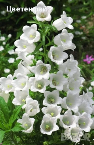 Три вида кампанула камбанка, гломерата и пирамидалис , снимка 4 - Градински цветя и растения - 52854164