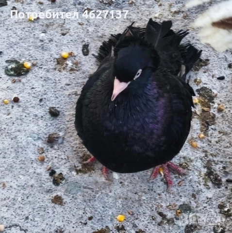 Чифт Паламарски гълъби , снимка 2 - Гълъби - 52249844