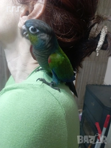 Бебета Пирура перлата, снимка 3 - Папагали - 54287717