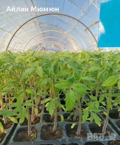 Разсад Домати, снимка 4 - Разсади - 53690981